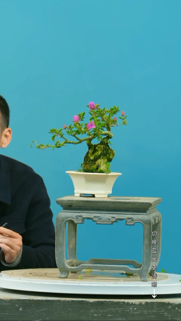 【闪购商品】盆景三角梅盆景