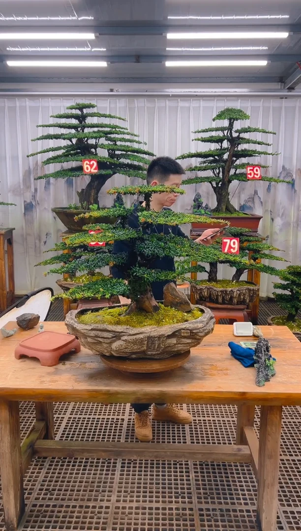 无花朵用****0精品盆景直播间一物一拍