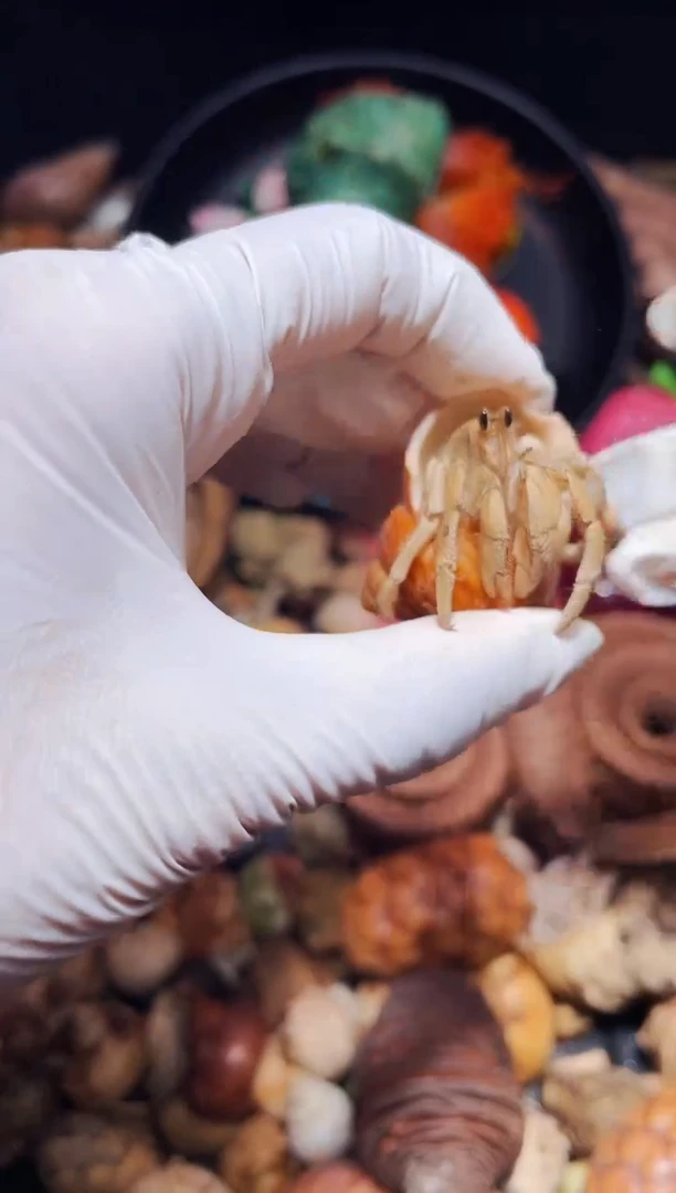 陌派有钳寄居蟹287