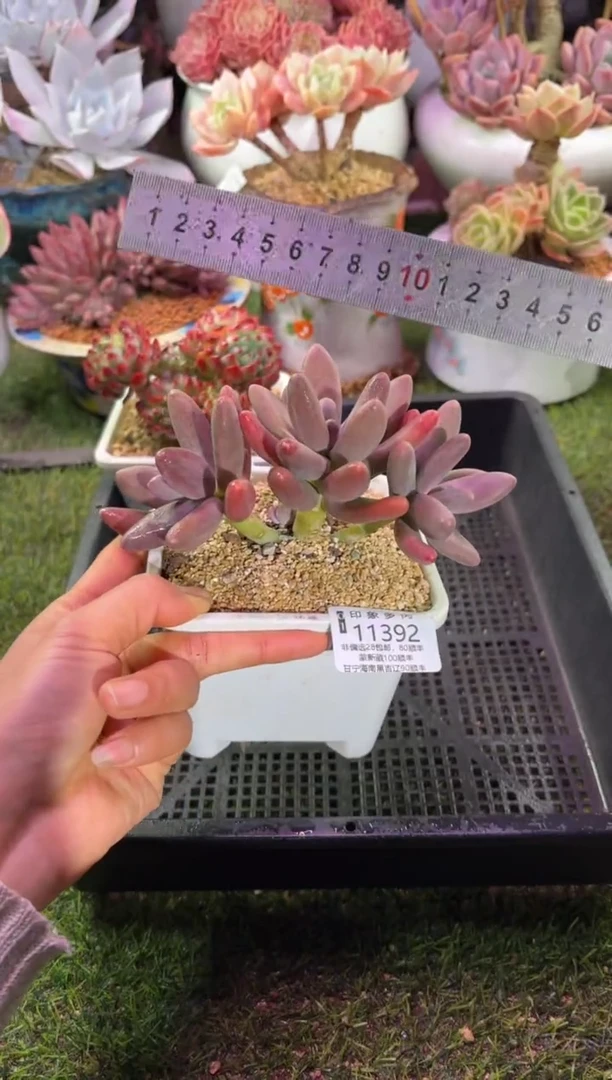 【闪购商品】11392