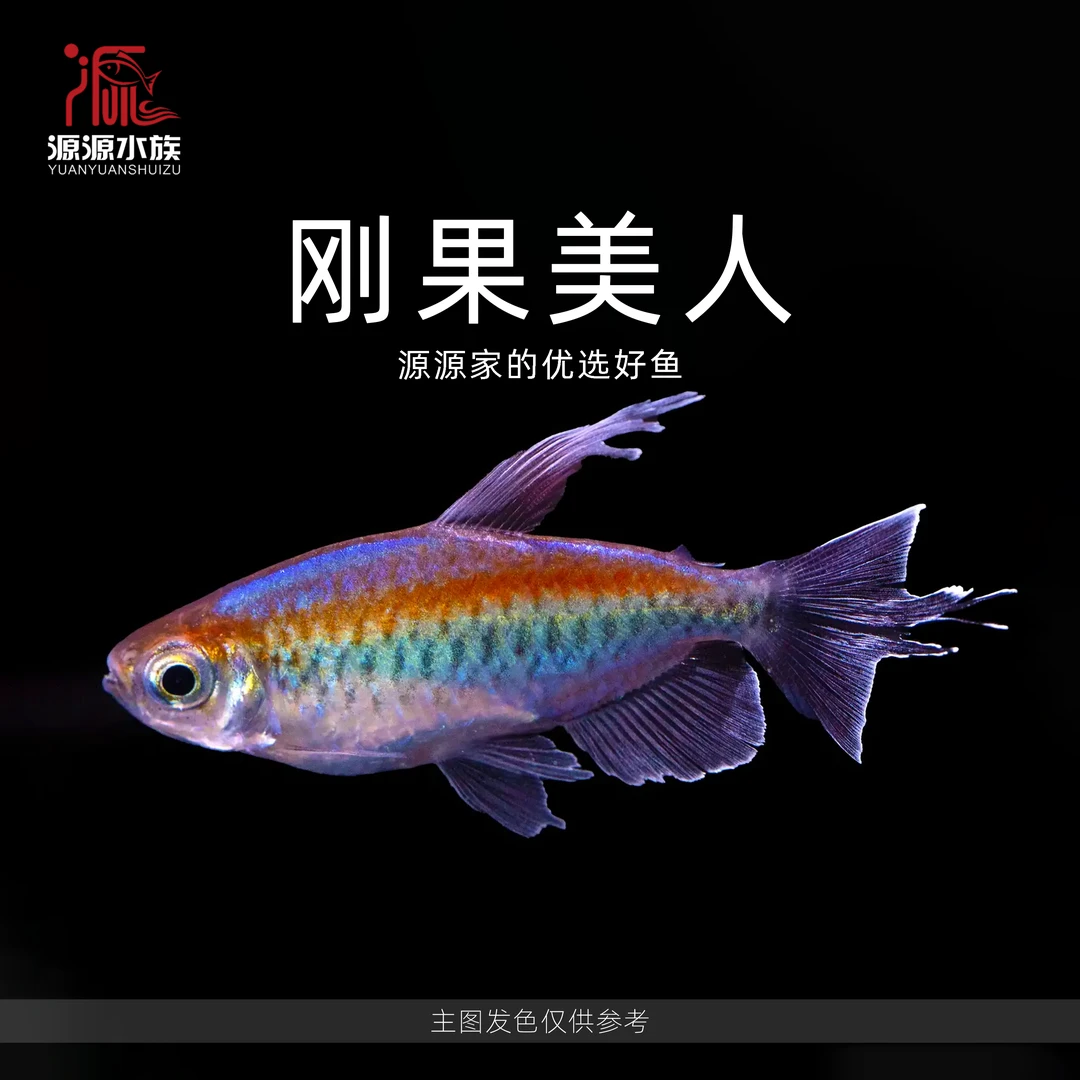 【源源水族】刚果美人 热带小型高端观赏型灯科鱼热门刚果美人顺丰