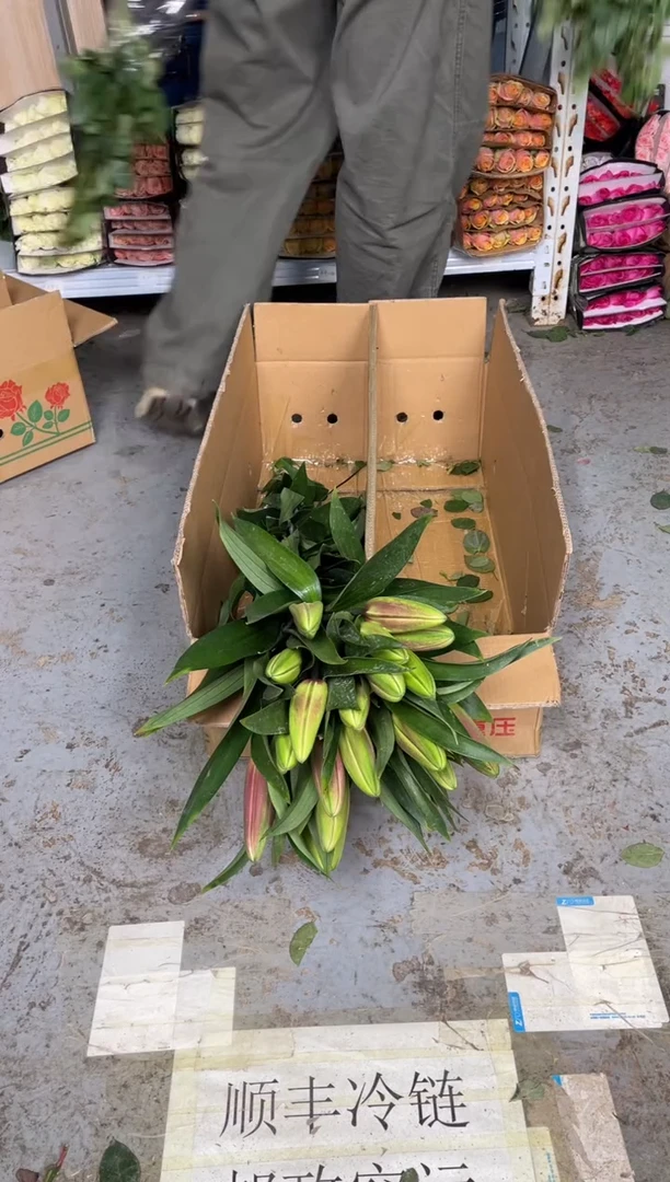 双头罗宾2扎