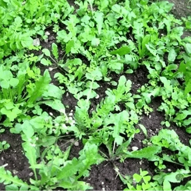 贵州高山地米菜新鲜荠菜现摘现发鲜嫩饺子馅食材生鲜