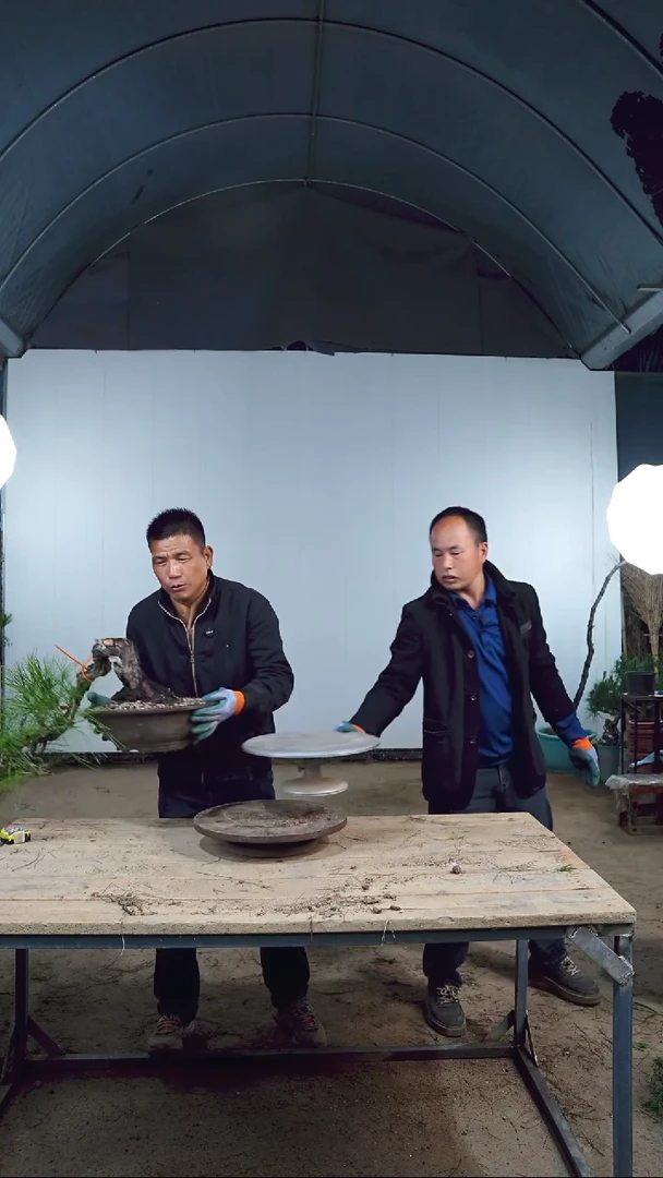 无花朵黄山松包邮