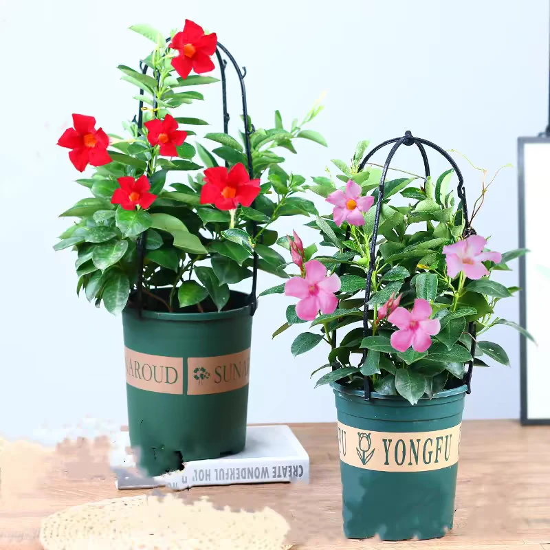 飘香藤四季开花爬藤植物红色双喜藤花苗室内阳台花卉盆栽