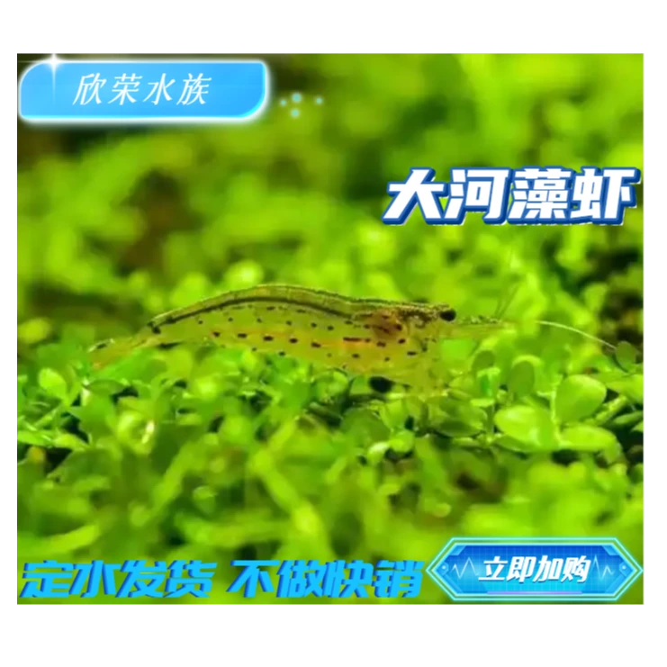 大河藻虾水草缸除藻虾观赏虾丝藻大和藻虾除丝藻绿藻