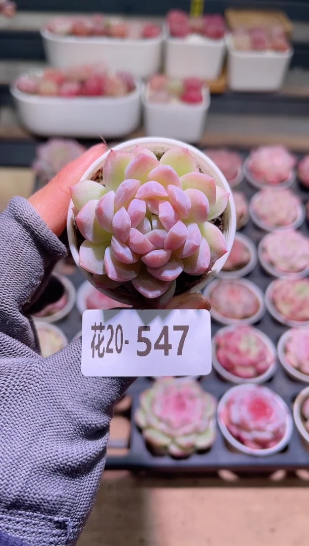 【闪购商品】20-547新糖心