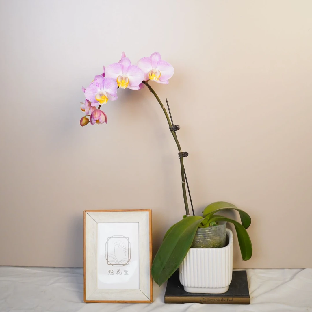 悠花里蝴蝶兰（彩霞）全花开花珠发货