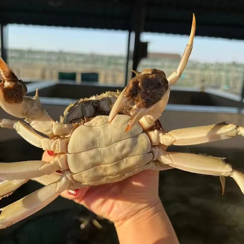 【活蟹全母】8只江苏大闸蟹母蟹活蟹3两【3斤装】