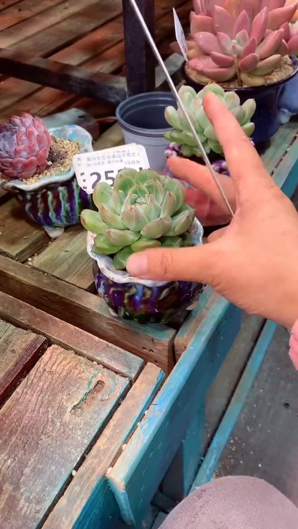 252H（一物一拍实付满28发货，默认不带盆土）