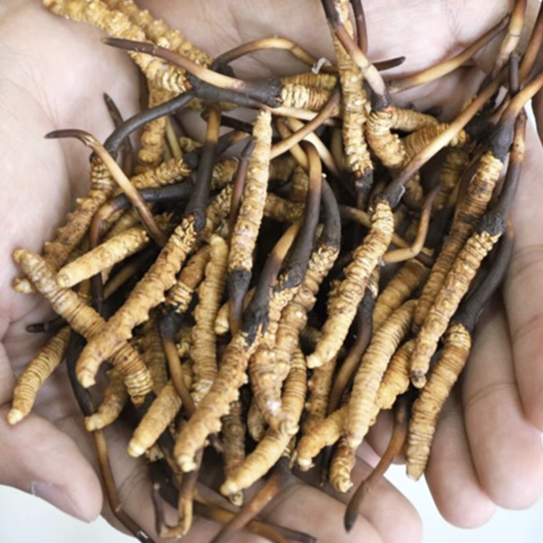 ｛鲜虫草｝2025年头茬0.5-0.7新鲜冬虫夏草自吃草品质优质