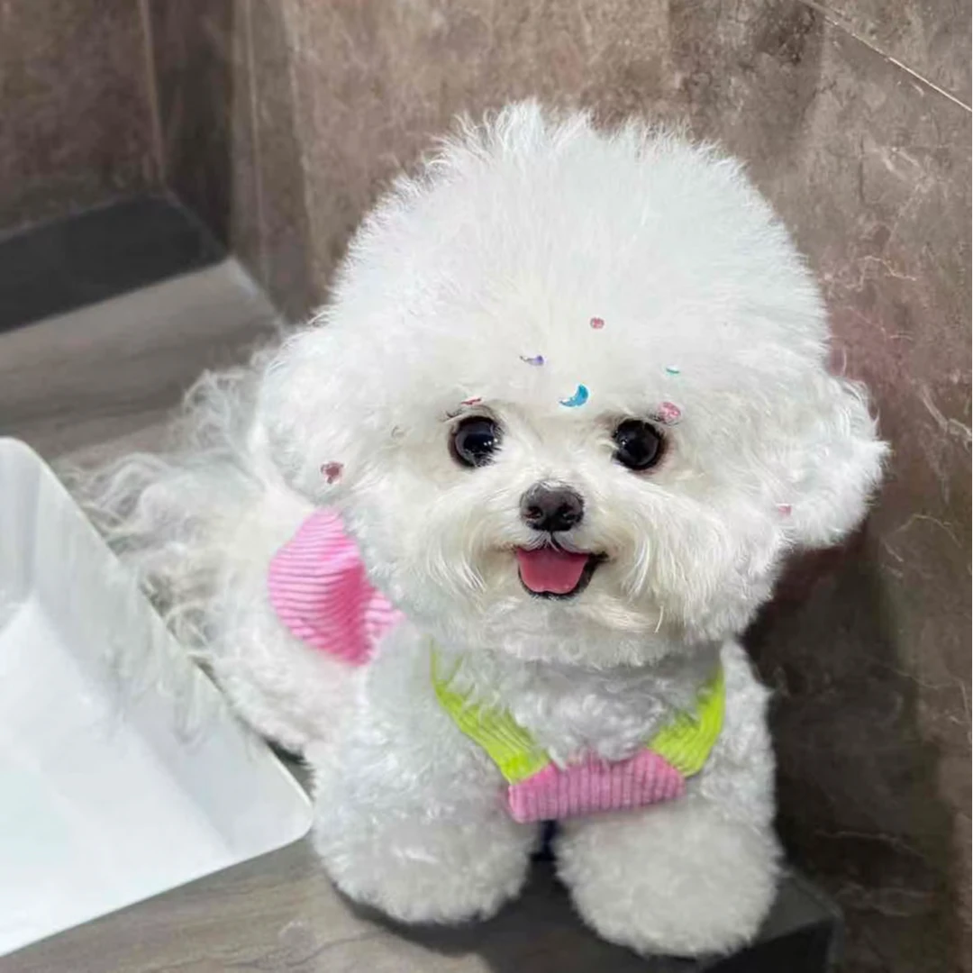 【Niki家的萌宠】比熊宝宝精品狗狗宠物活体链接-W-A068