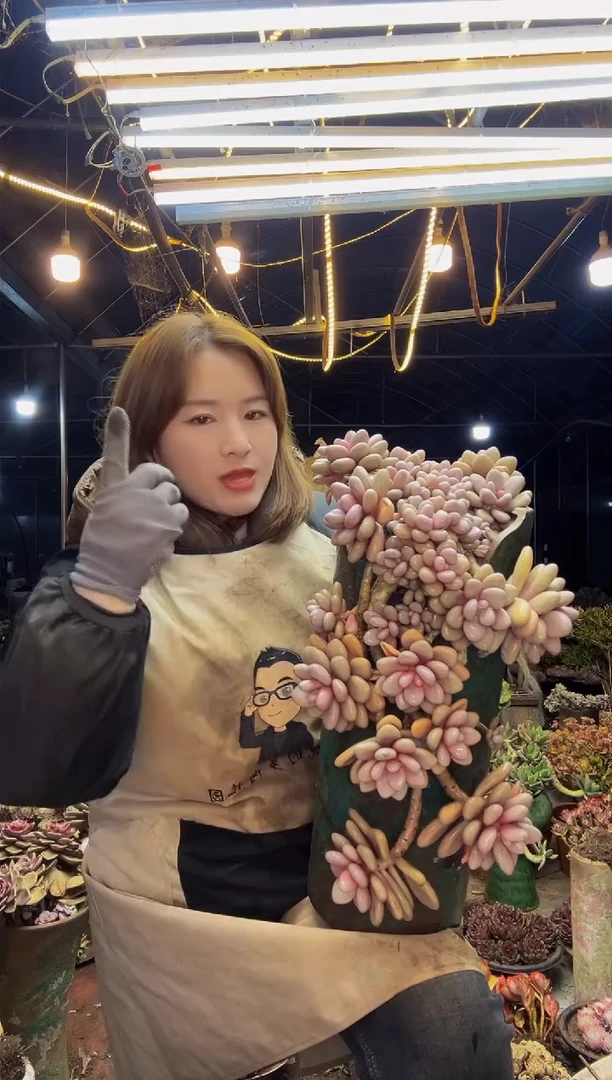 【闪购商品】飘枝悬崖桃蛋一物一拍带盆（物流自理）