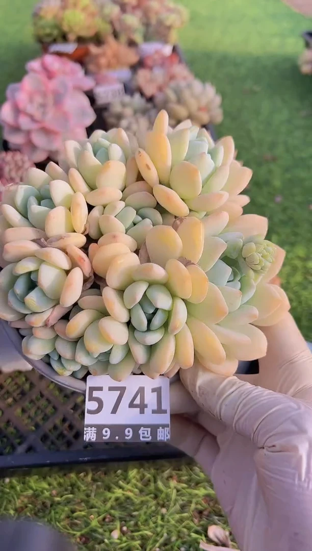 【闪购商品】信福多肉一物一拍