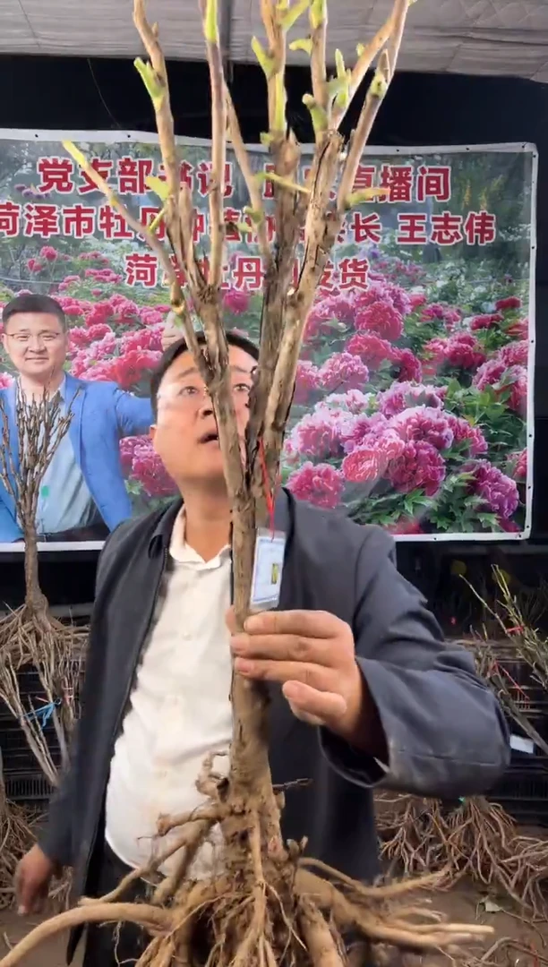 闪购菏泽牡丹园  皇冠60