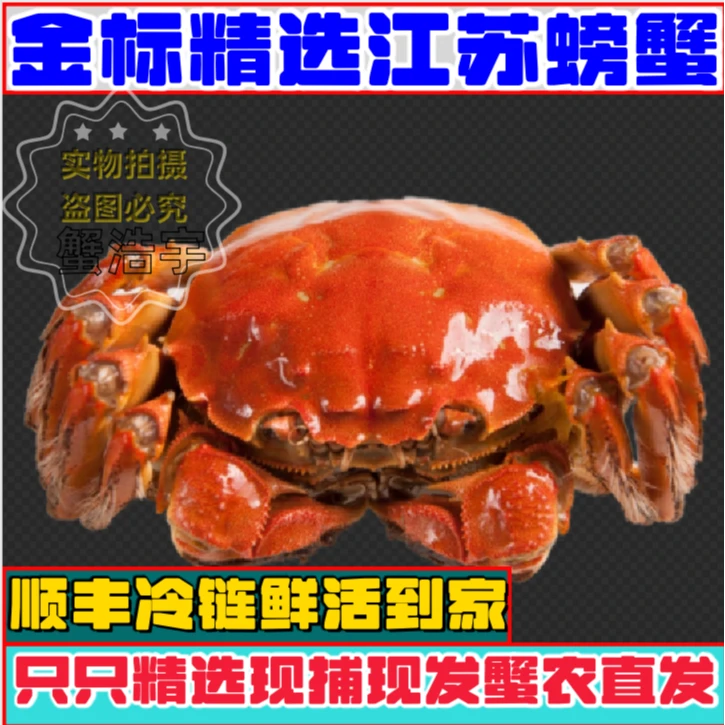 【活蟹现发】精选金标全母蟹8只装（㍚0-㍙7两）洪泽湖螃蟹礼盒顺丰包邮