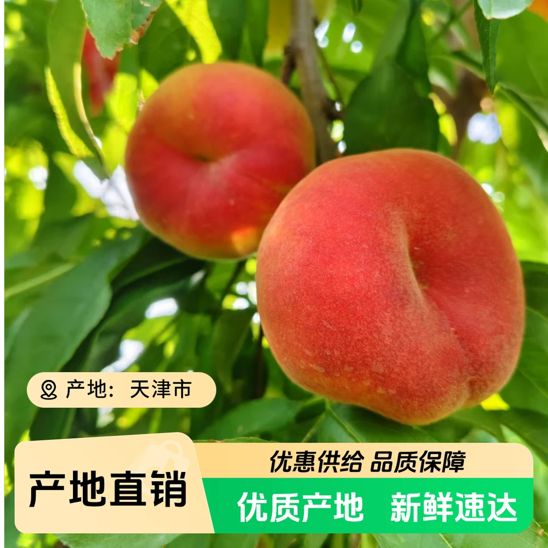 青泽农场-现摘本地黄肉毛蟠桃香甜可口5斤装天津市