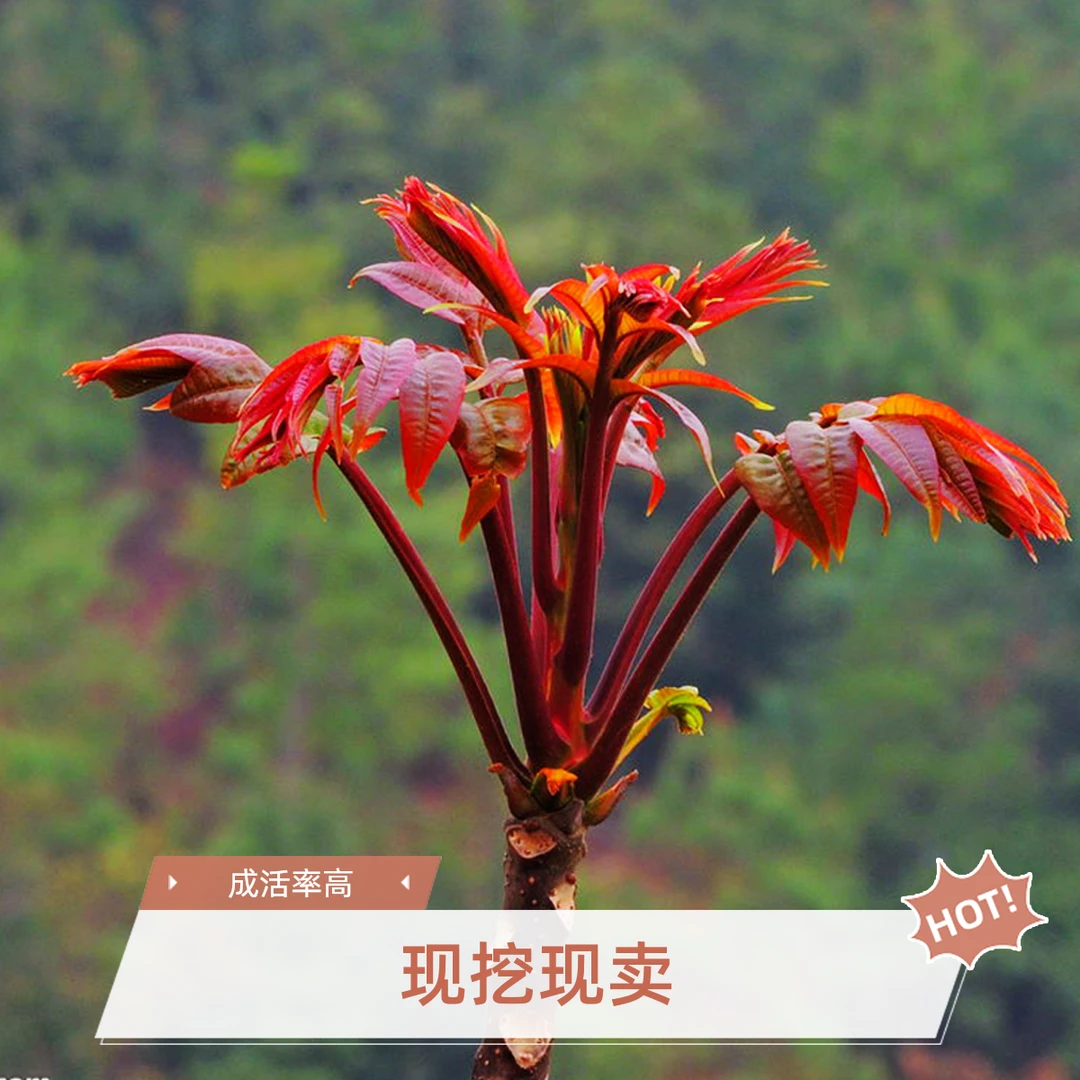 香椿苗树地栽盆栽南方北方种植食用四季新鲜绿油香椿树红油香椿苗
