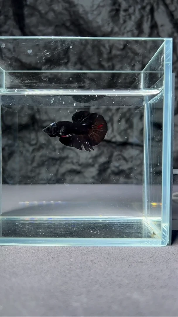 斗鱼竞拍链接A009