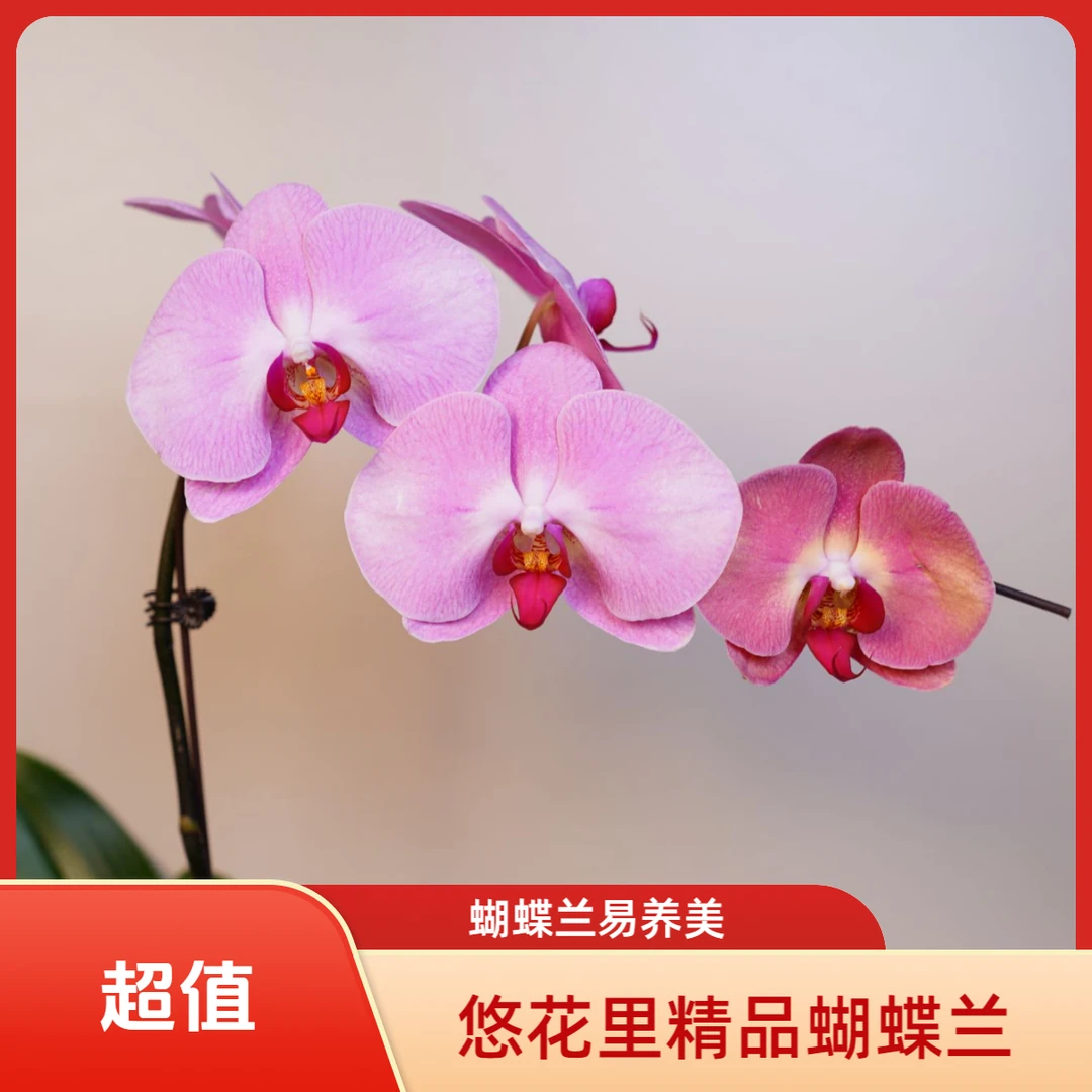 悠花里蝴蝶兰【梦幻闪电】全花开花珠发货