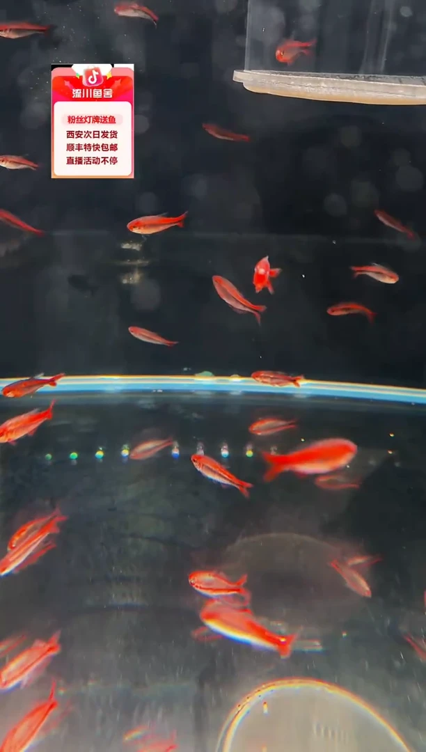 海水鱼p**o克斯科技爆色灯鱼