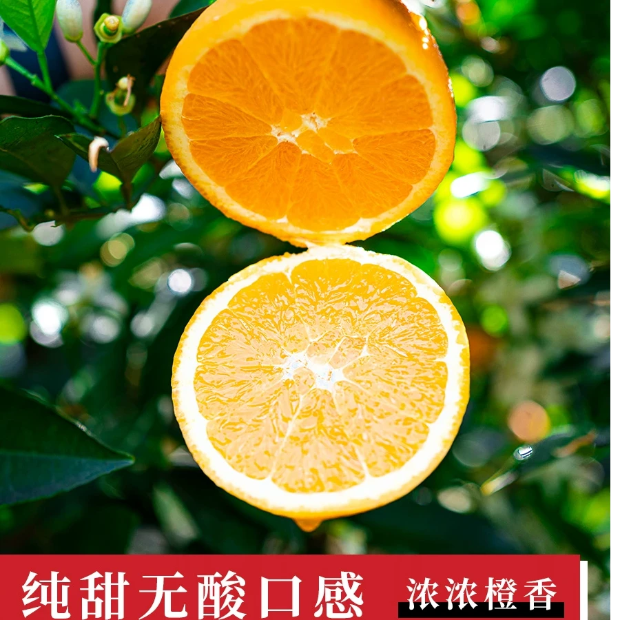 D正宗伦晚脐橙新鲜现摘现采香甜爆汁产地直发无渣无籽孕妇水果