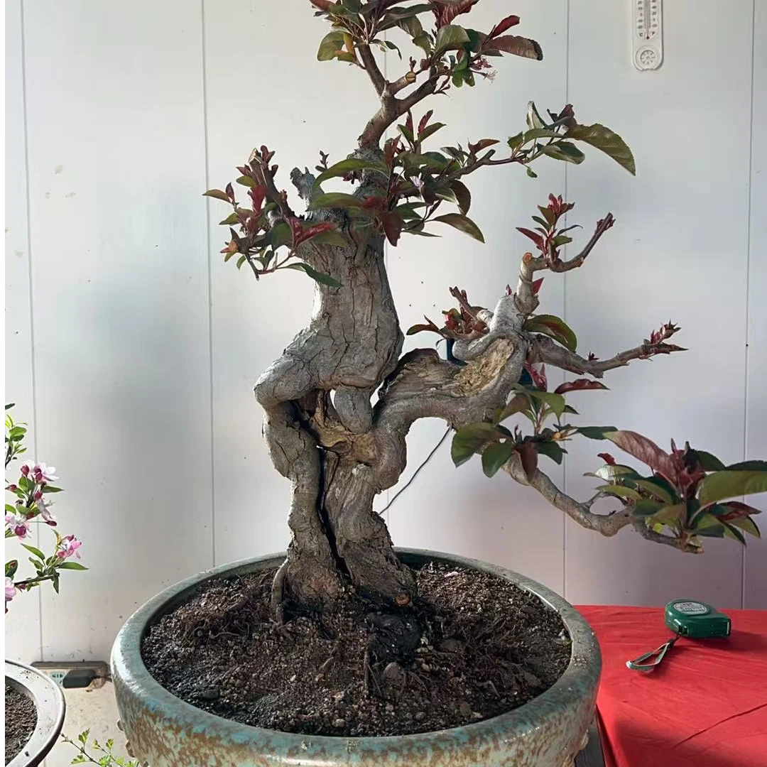 松 柏 黄杨 海棠 各种杂木花卉绿植 链接