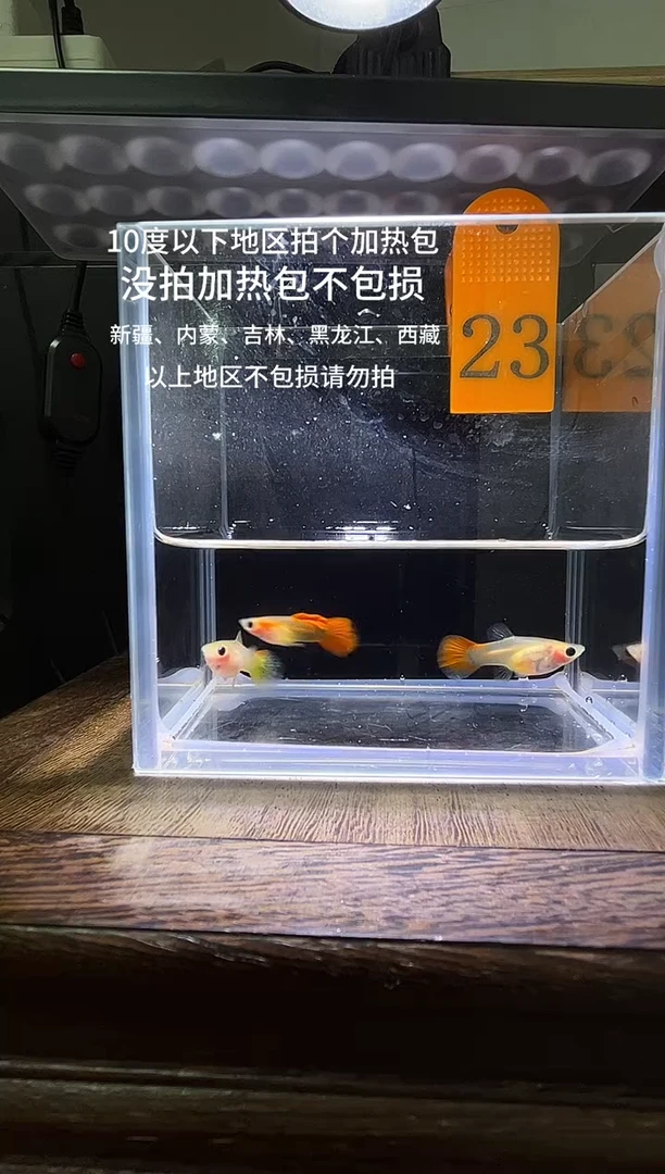 孔雀鱼 红礼服玻璃猫普通体23