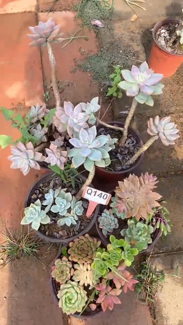 Q140多肉组合默认脱土发货