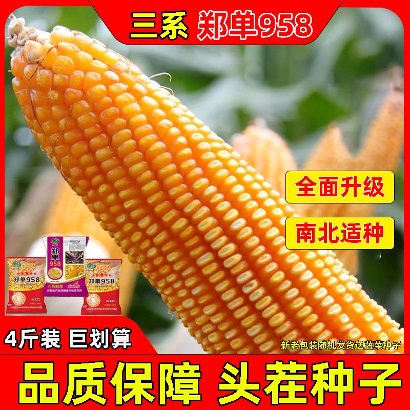 国审郑单958高产玉米种子春播夏播旱地盐碱地抗旱抗涝春季一代4斤