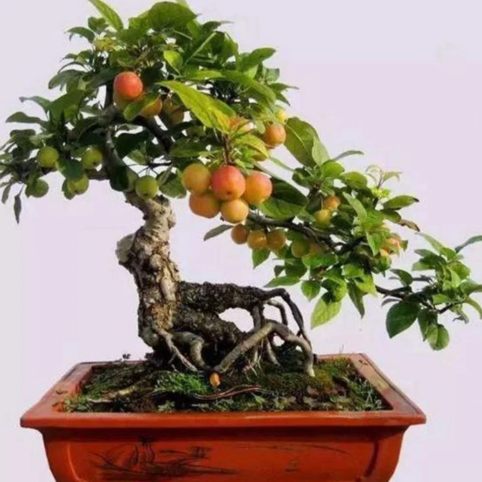 一物一拍贵人果海棠冬红果锦绣海棠盆栽地栽老桩南北方庭院植物