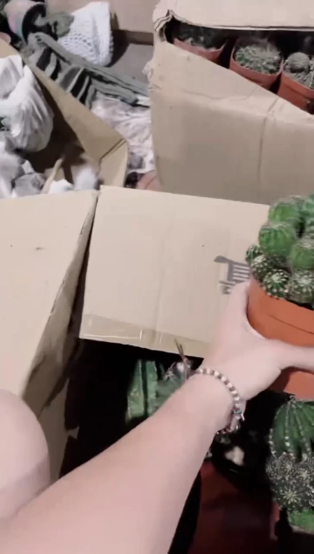 大号 黑金刚 带崽 【带根】