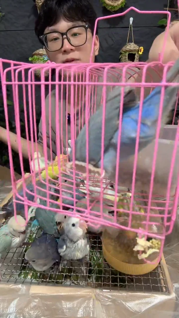 桃脸牡丹鹦鹉蓝熏