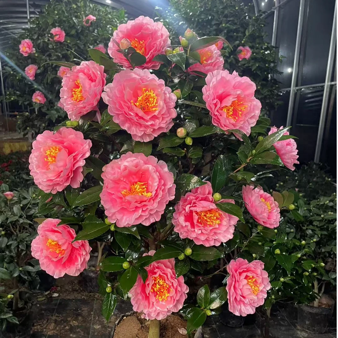 【大苗】香美人重瓣浓香盆栽年宵花耐寒耐冻香妃室内外花卉好养易活