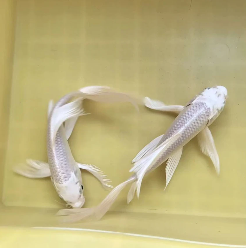白金锦鲤白蝴蝶冷水鱼观赏鱼淡水鱼好养