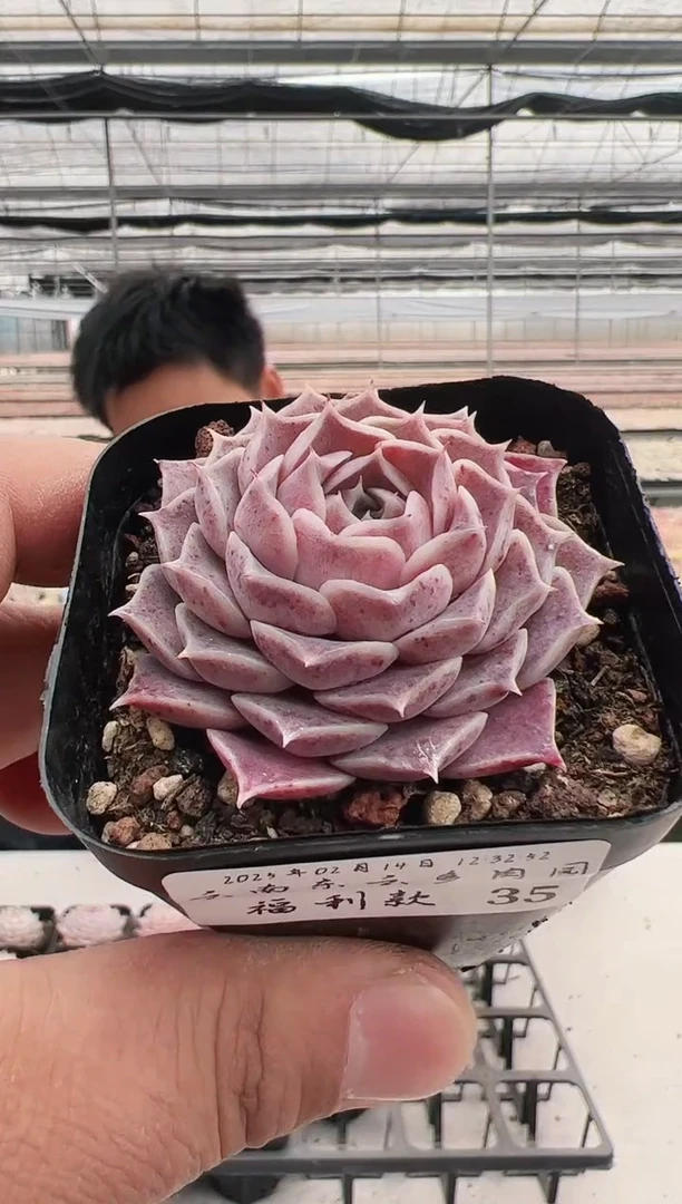 【闪购商品】福利多肉-35