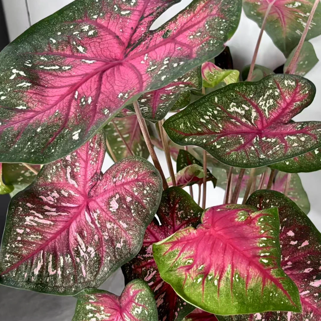 辐射 网红ins风彩叶芋室内盆栽彩叶观叶类懒人植物