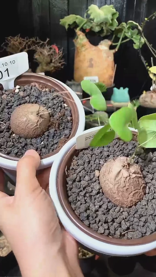 01号1010南非龟甲龙福利特价组合