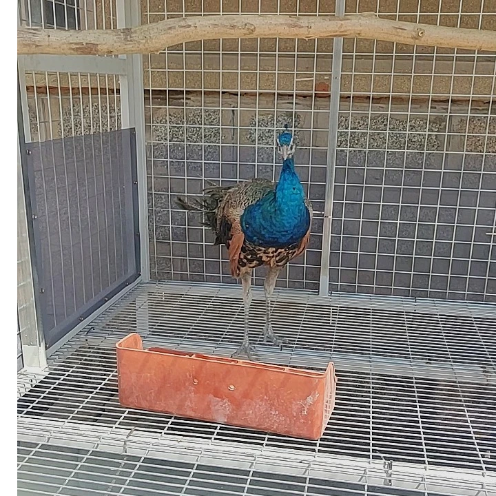 物价专拍观赏鸡孔 雀包邮