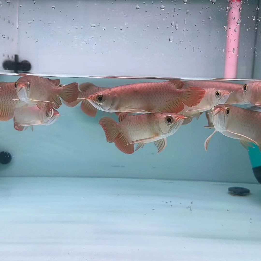 瑕疵大湖小红龙苗福利小鱼可恢复