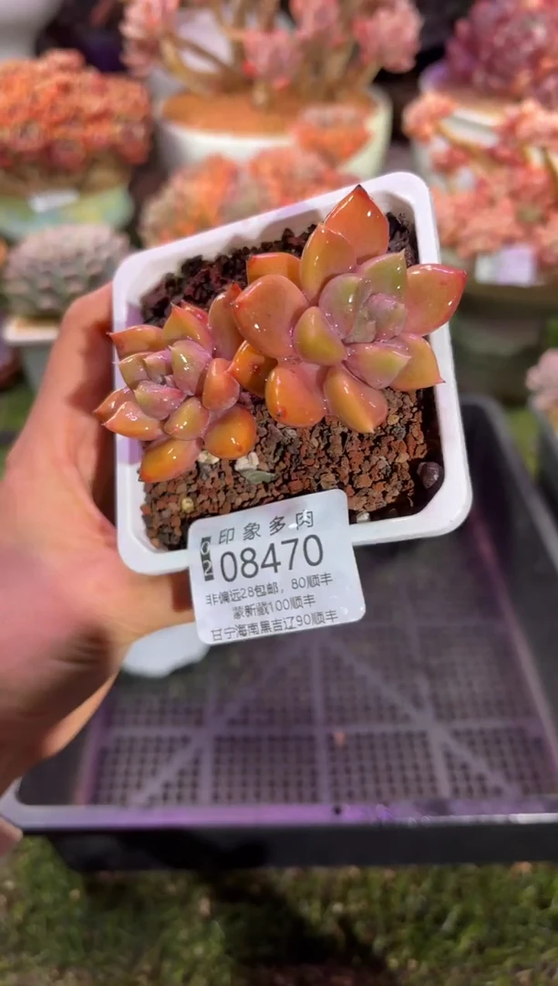 【闪购商品】08470