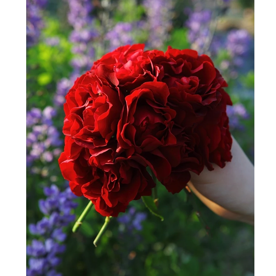 【夏日福利】纪念芭芭拉 红色庭院阳台四季开花微型欧月季苗