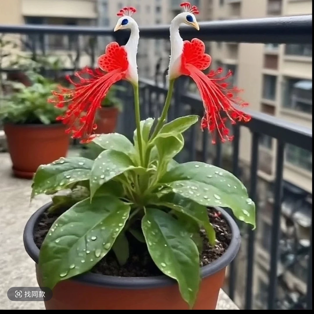 q孔雀花种球满屋飘香浓香可盆种植阳台庭院四季开花