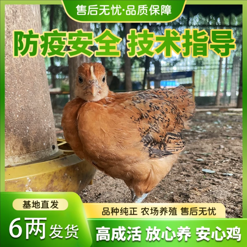 6两左右左右青脚红瑶宠物鸡产绿壳蛋包邮（买10只送2，公母搭配）