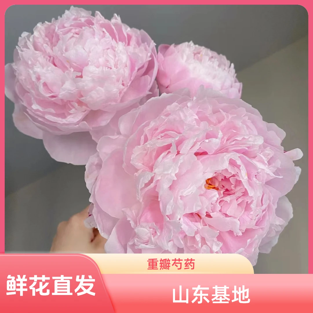 【莎拉芍药】山东重瓣大花芍药鲜花水养插花鲜切花牡丹菏泽基地直发