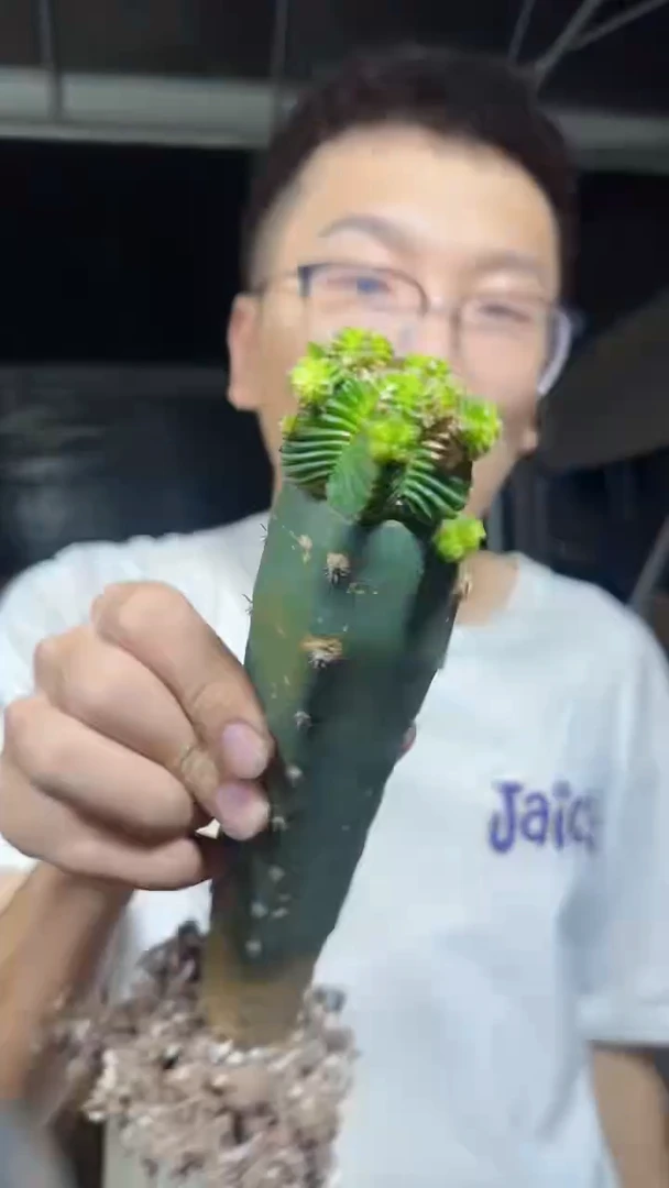 五星花笼【嫁接】秀普柱