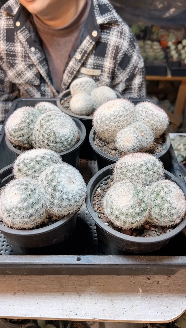 【闪购商品】实生满月8公分