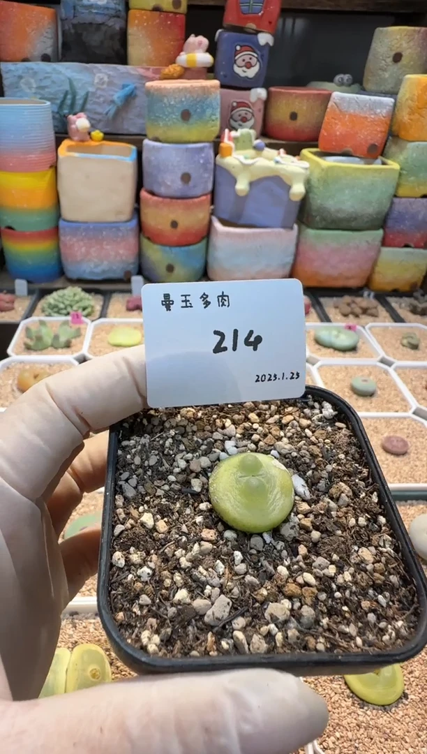 【闪购商品】25.1.25-214