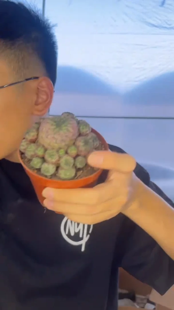 多头 紫粒丸【带根