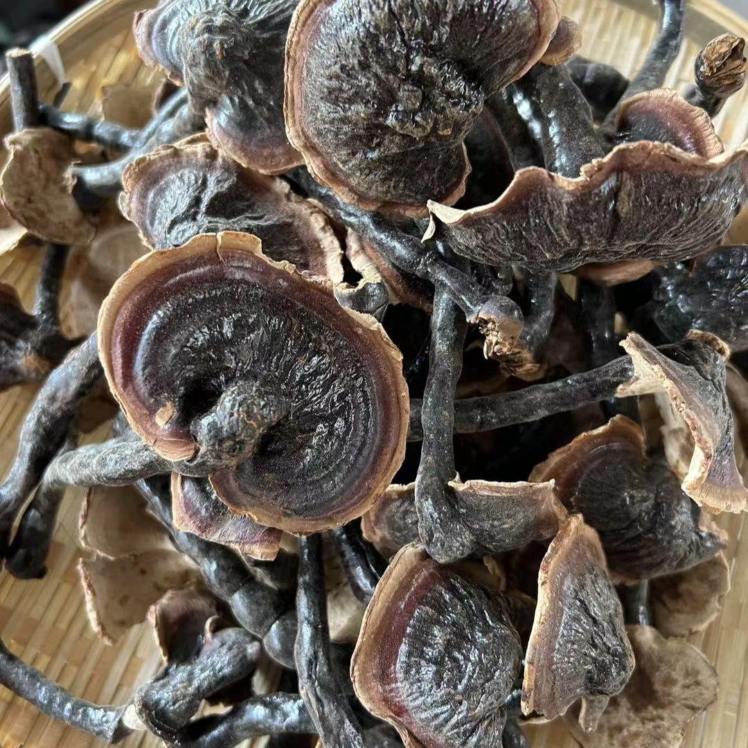 （竹灵芝）阿飞现收山货